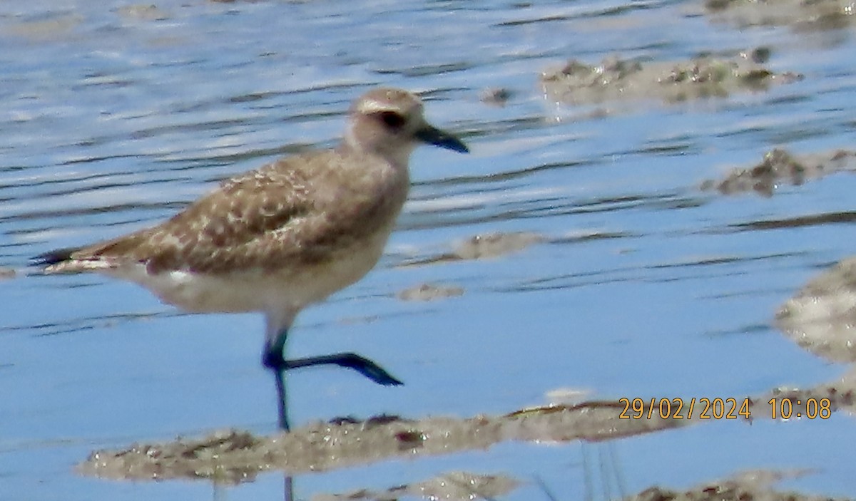 Black-bellied Plover - ML615458837