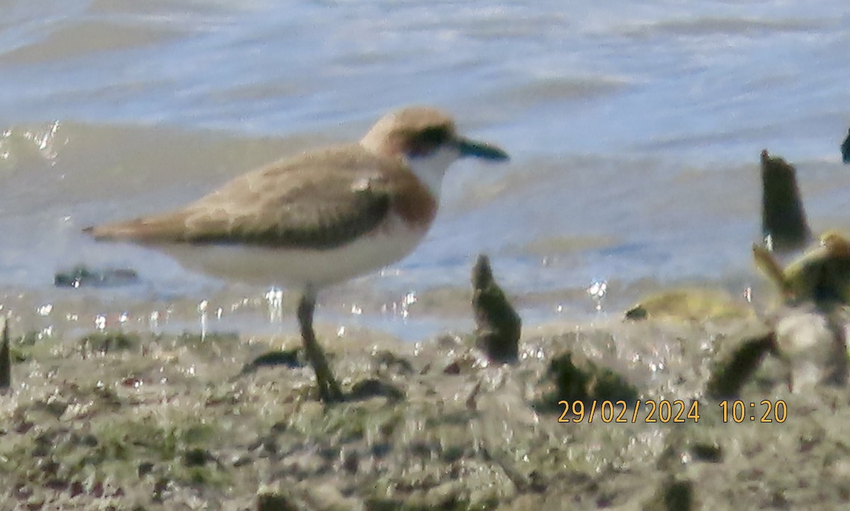 Greater Sand-Plover - ML615458849