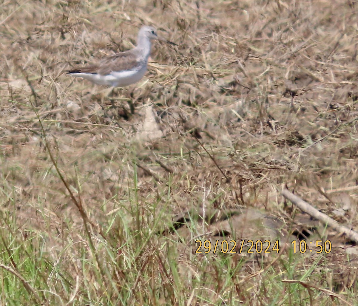 Common Greenshank - ML615458866