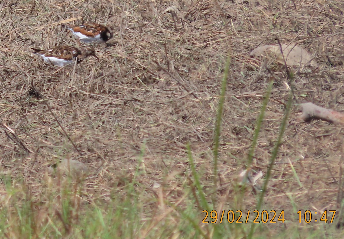 Ruddy Turnstone - ML615458894