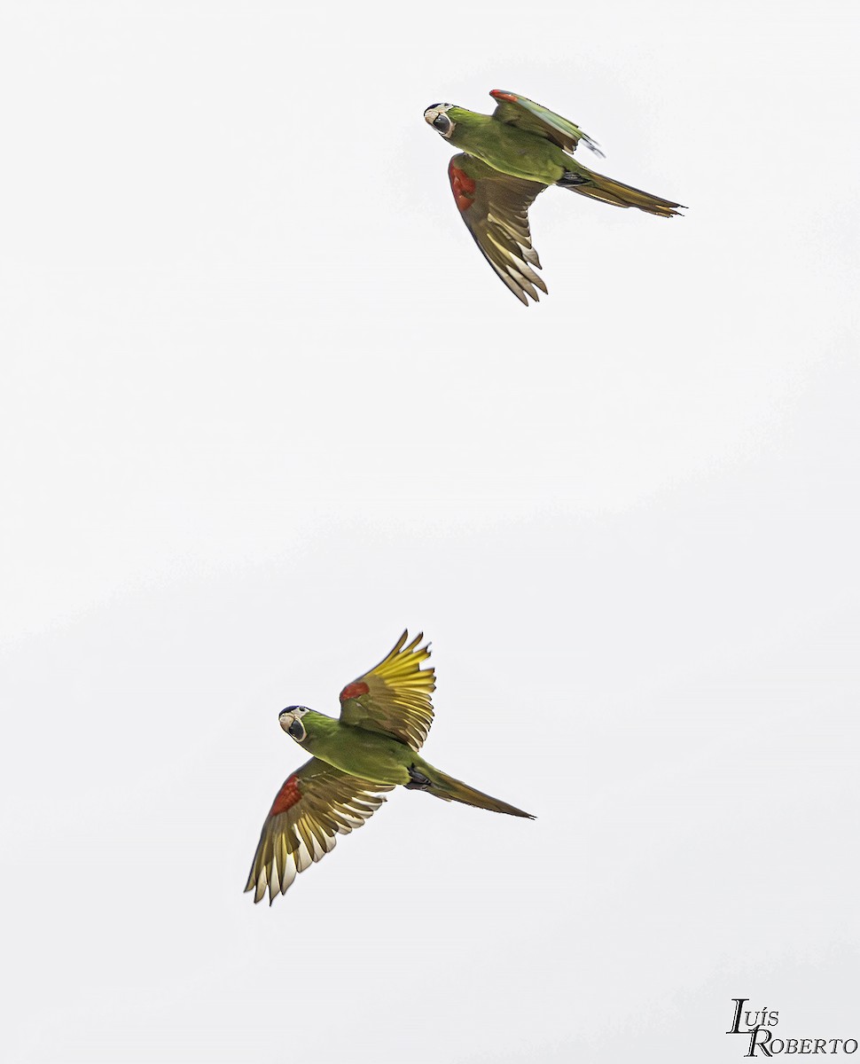 Red-shouldered Macaw - ML615458903