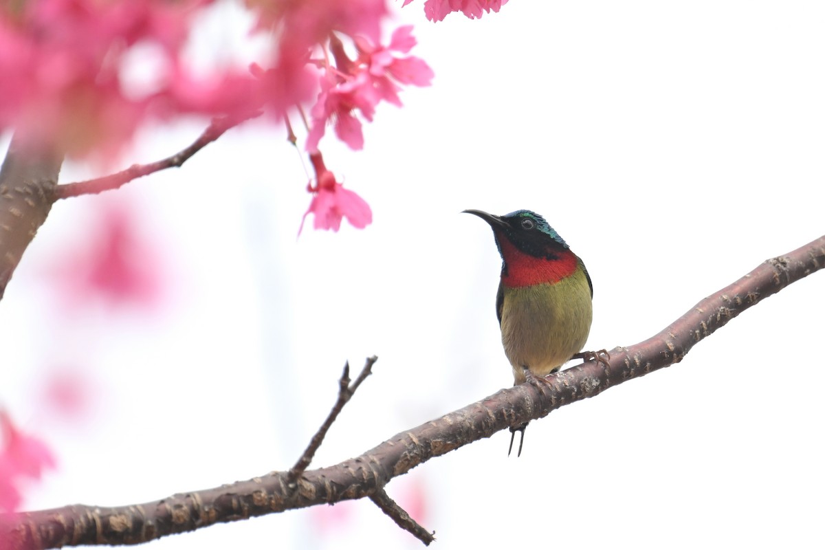 Fork-tailed Sunbird (Fork-tailed) - ML615458940