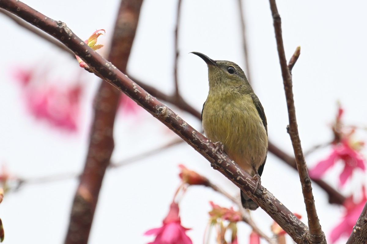 Fork-tailed Sunbird (Fork-tailed) - ML615458948