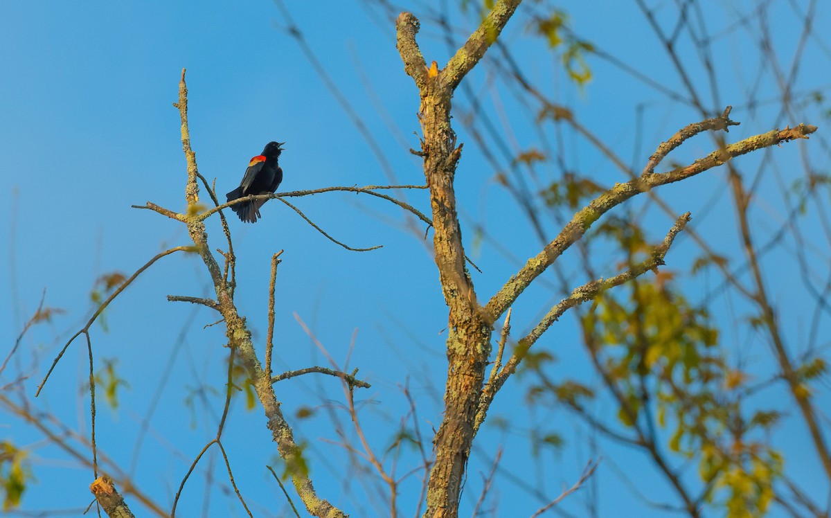 Red-winged Blackbird - Michael D Gumert