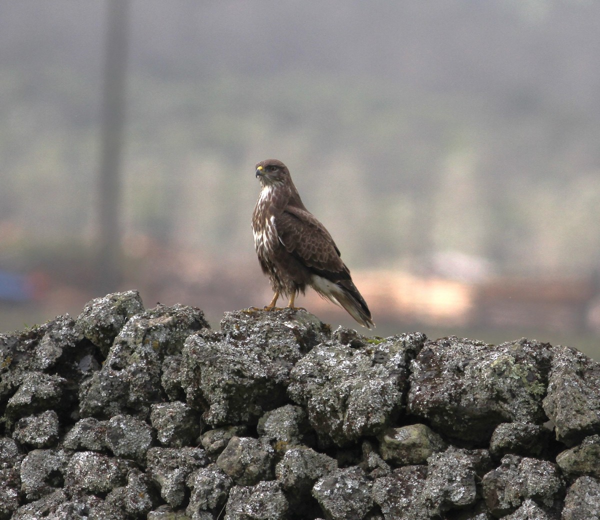 Common Buzzard (Azores) - ML615459142