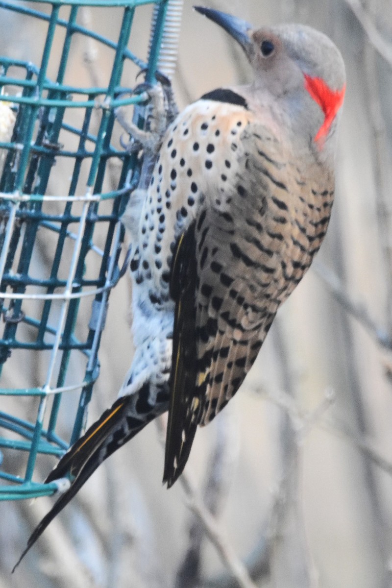 Northern Flicker (Yellow-shafted) - ML615459158