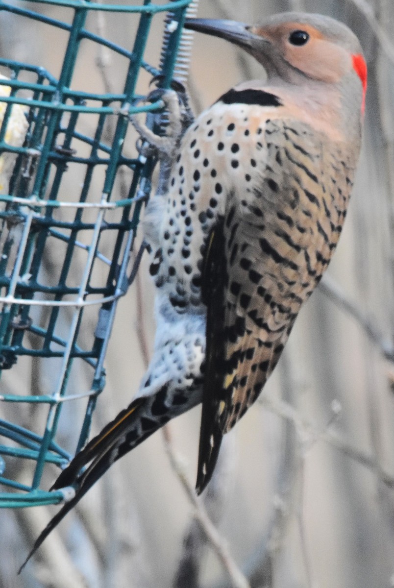 Northern Flicker (Yellow-shafted) - ML615459170