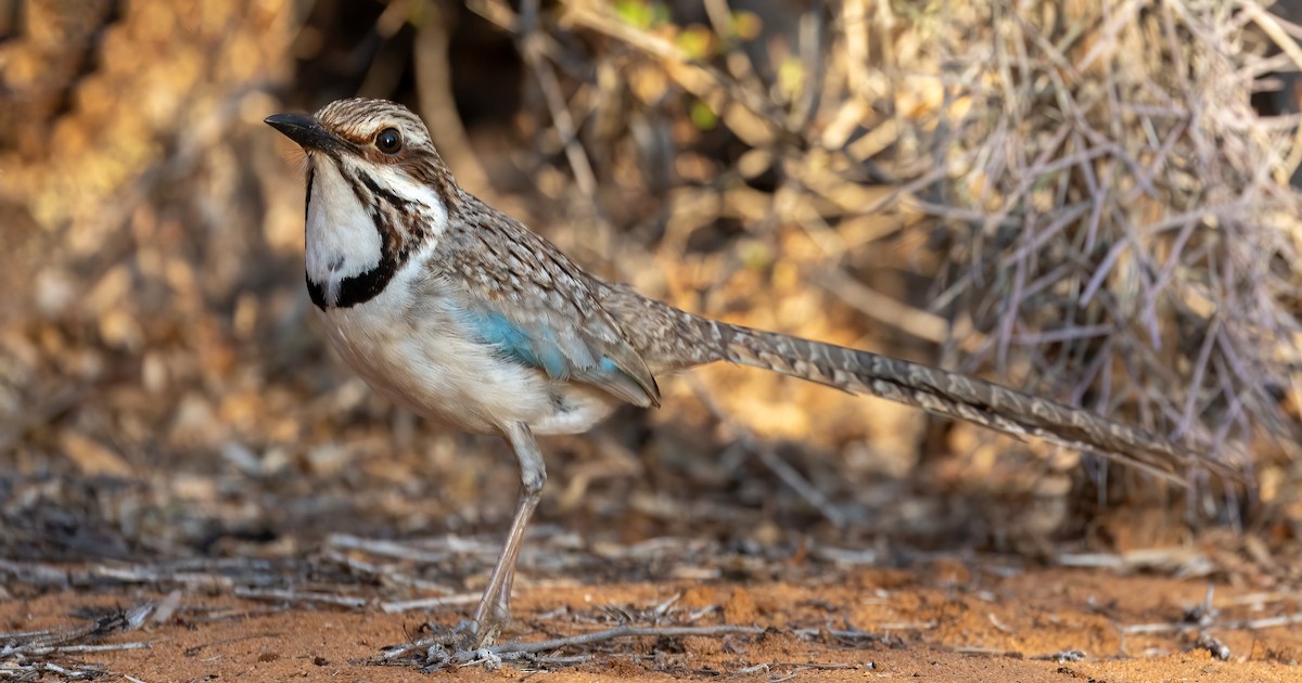 Long-tailed Ground-Roller - ML615459239