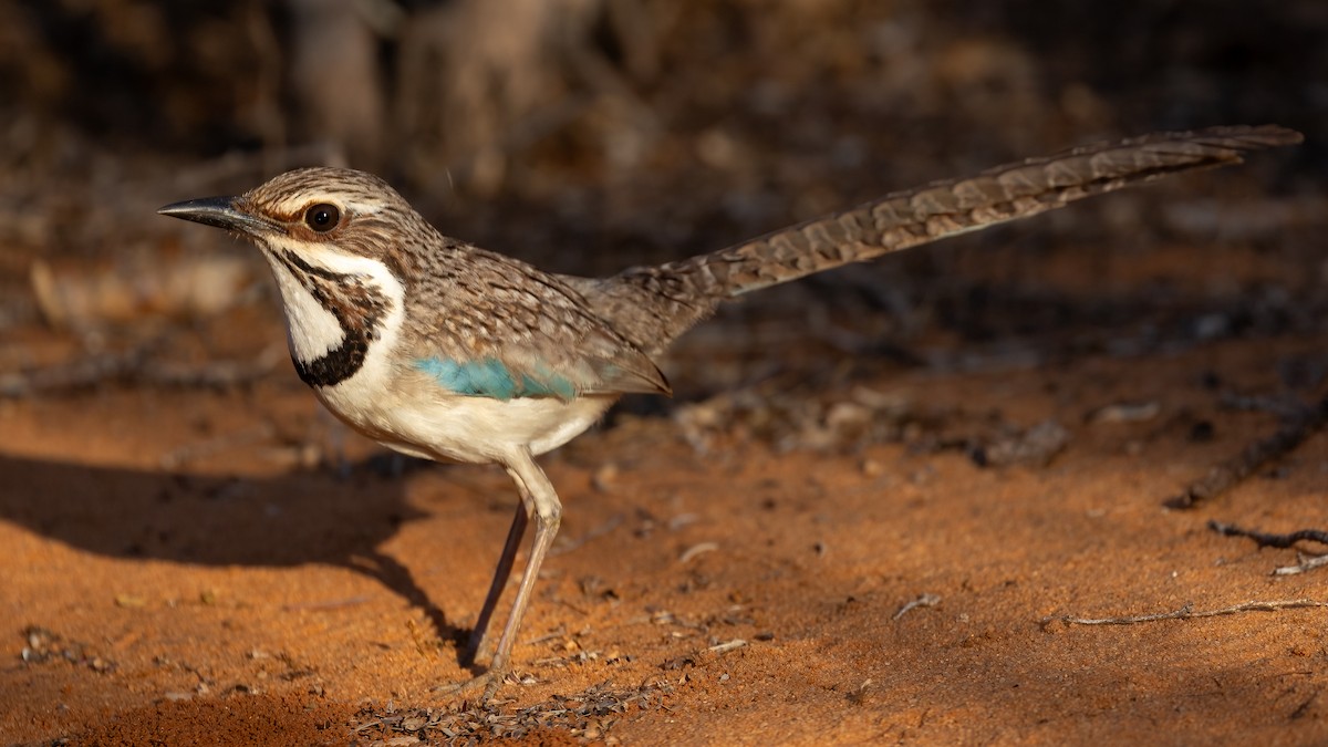 Long-tailed Ground-Roller - ML615459240