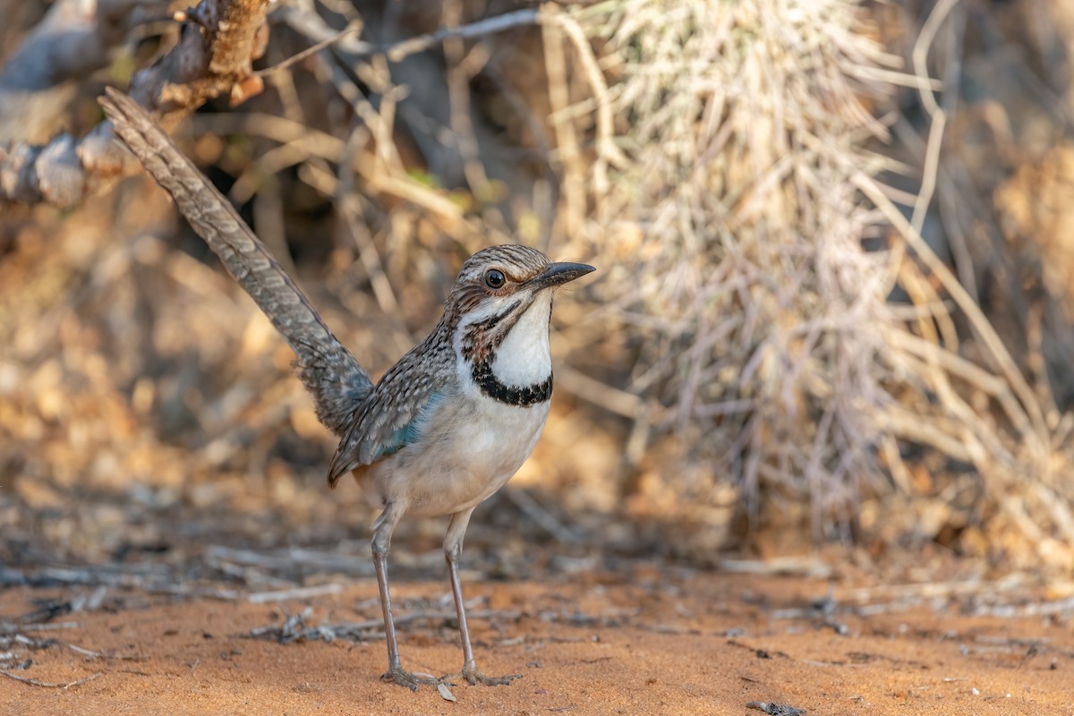 Long-tailed Ground-Roller - ML615459242