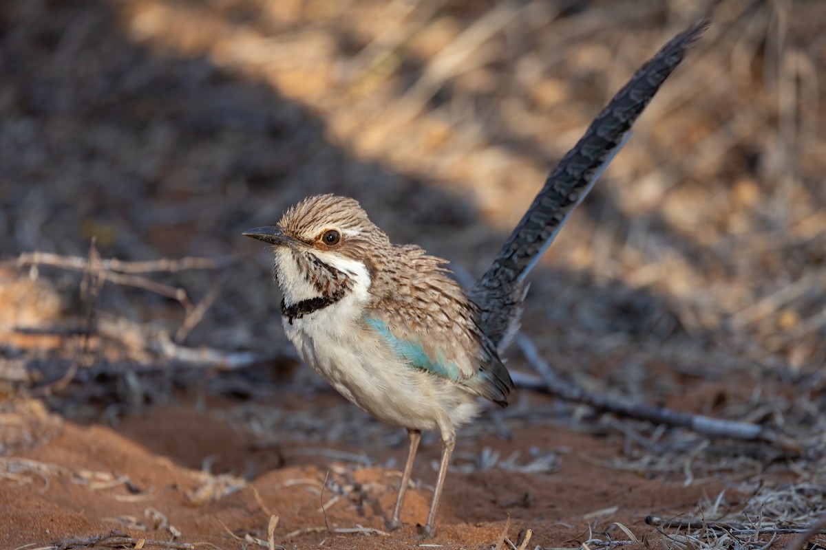 Long-tailed Ground-Roller - ML615459245