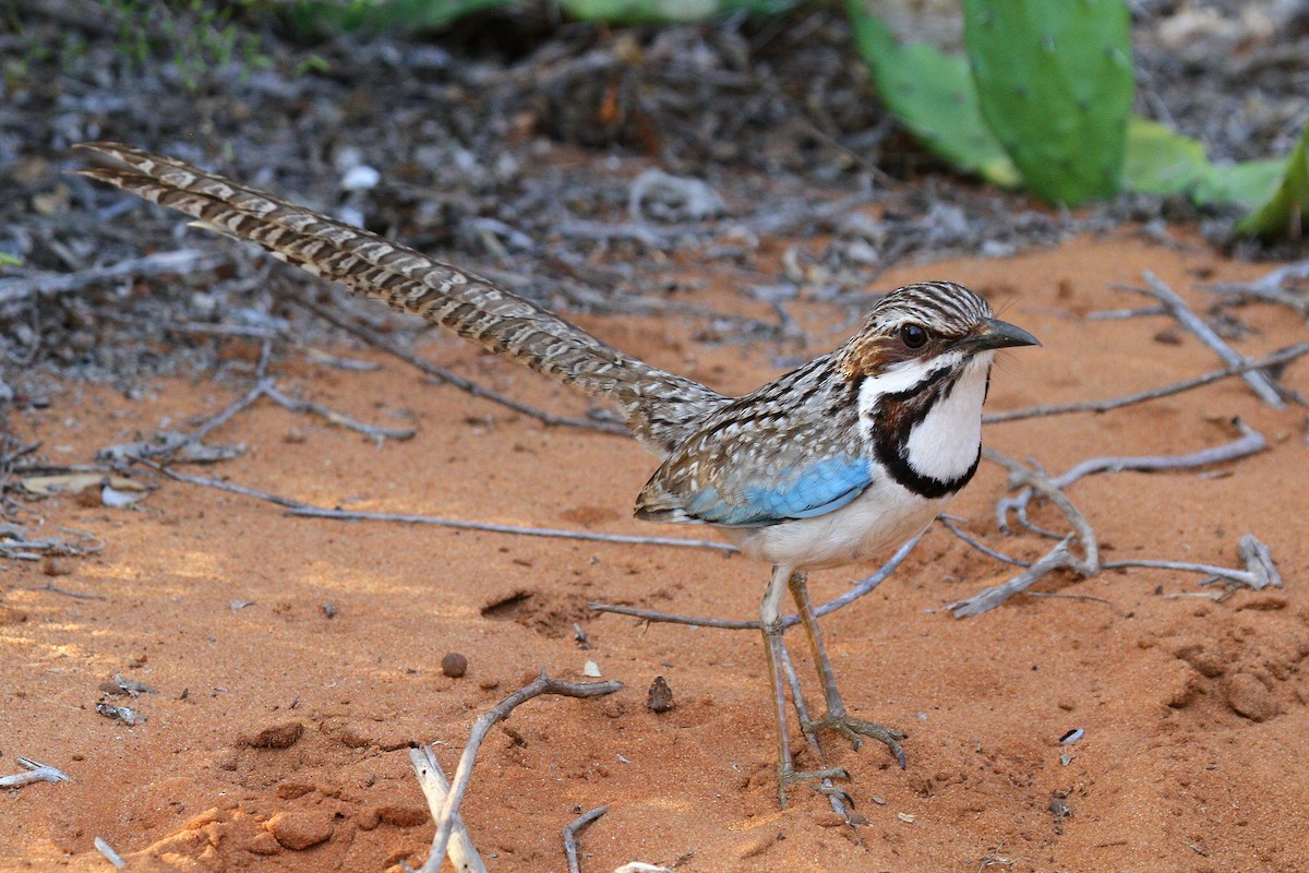 Long-tailed Ground-Roller - ML615459281