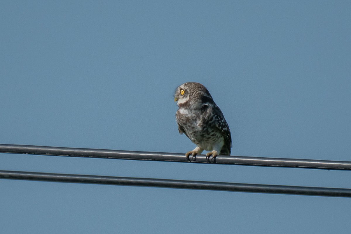 Spotted Owlet - ML615459283