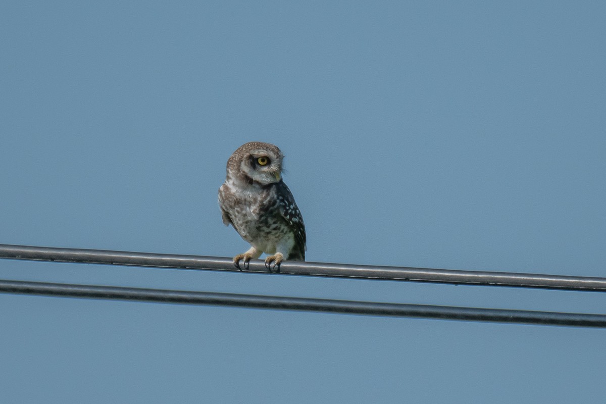 Spotted Owlet - ML615459284
