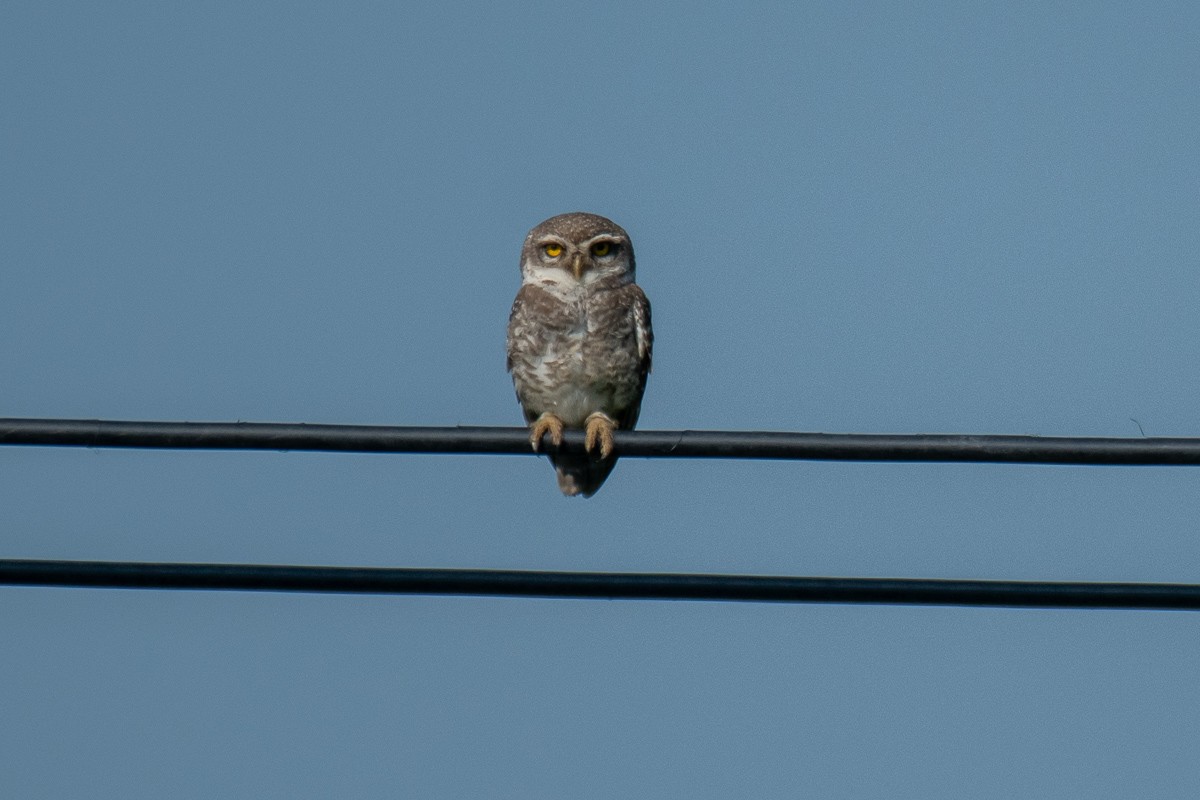 Spotted Owlet - ML615459285
