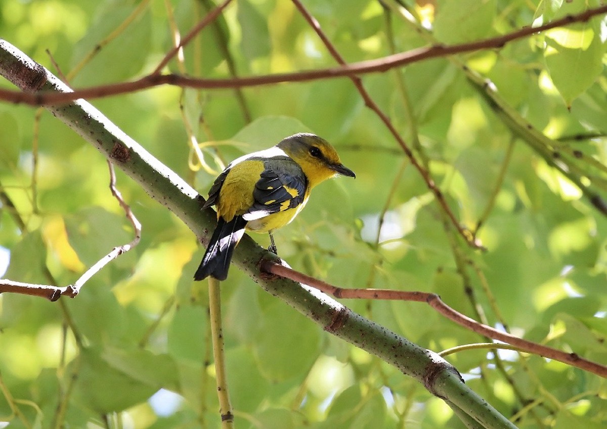 Scarlet Minivet (Scarlet) - ML615459287