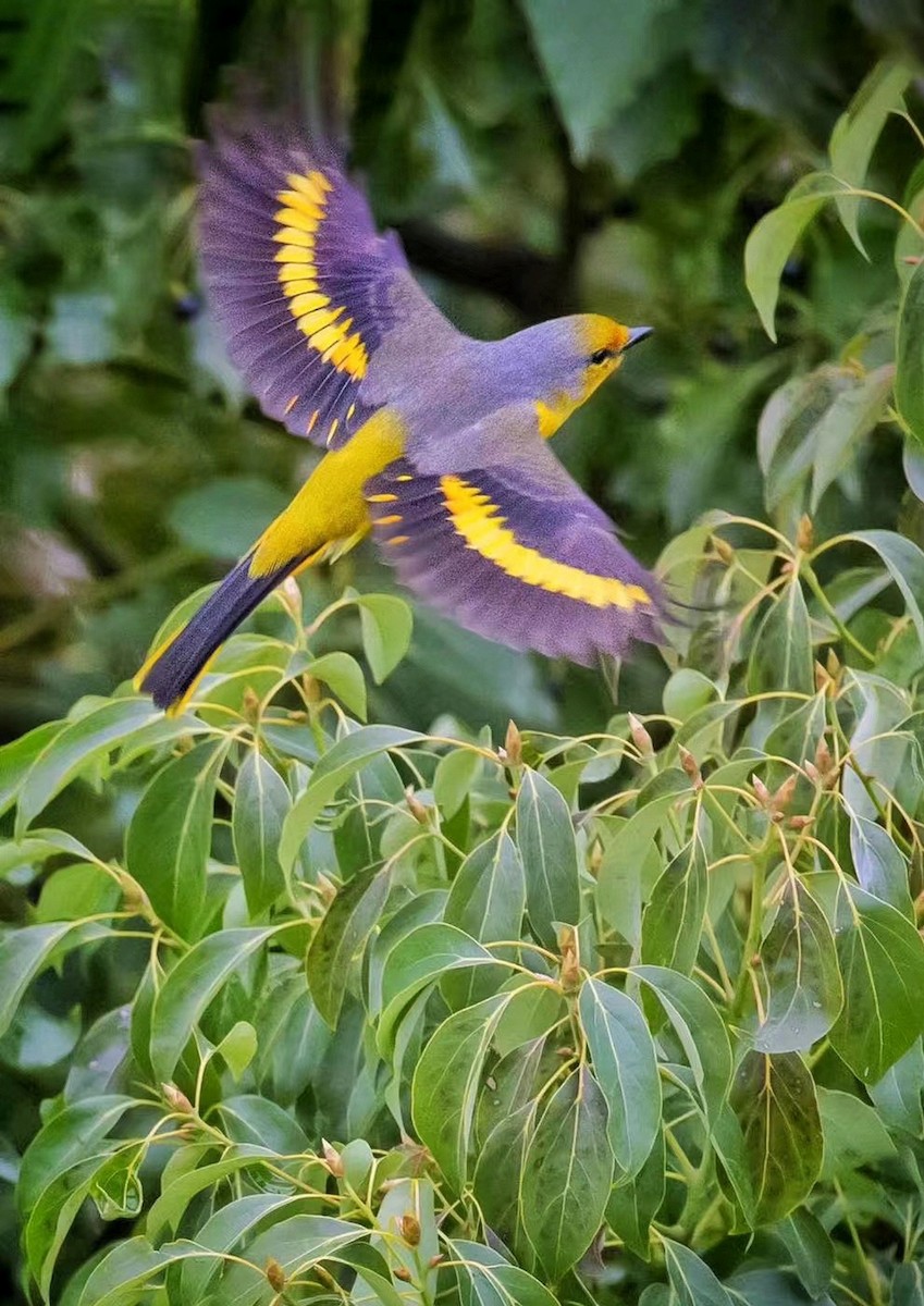 Minivet Escarlata (grupo escarlata) - ML615459288