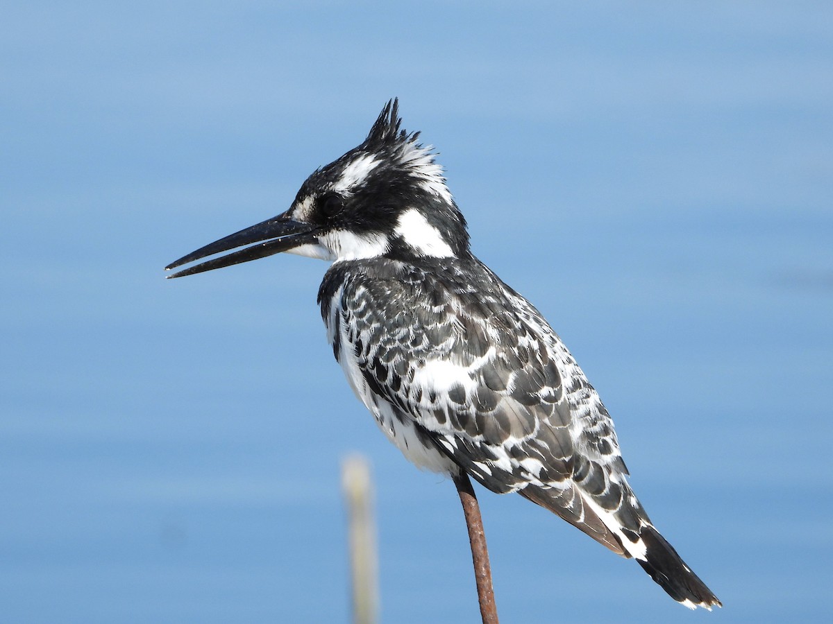 斑翡翠 - ML615459315