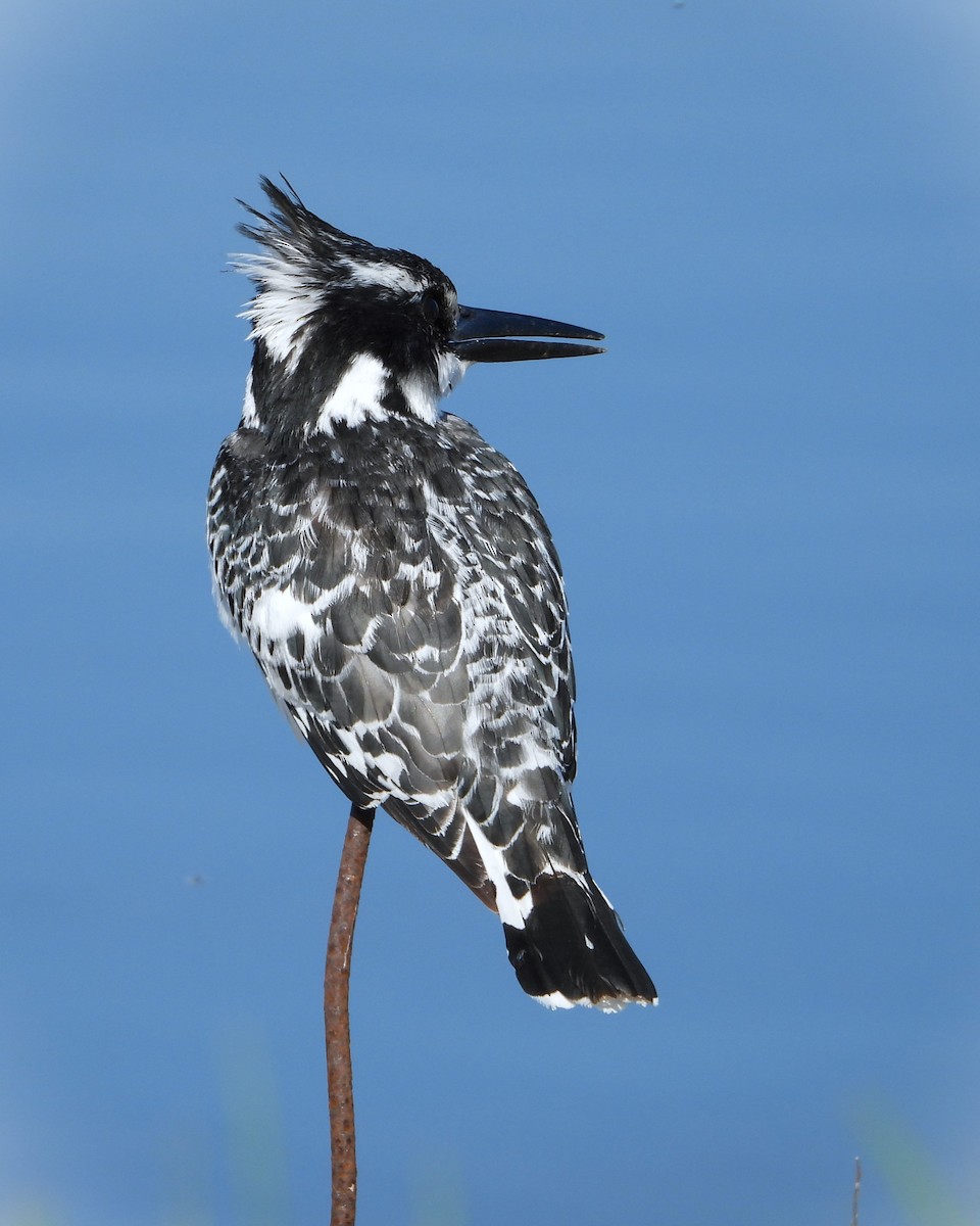 斑翡翠 - ML615459316