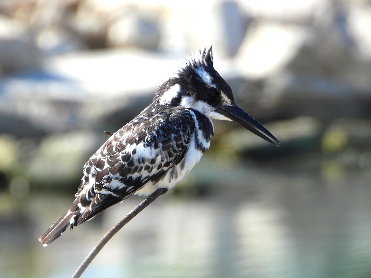 斑翡翠 - ML615459317