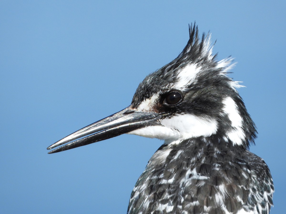 斑翡翠 - ML615459318