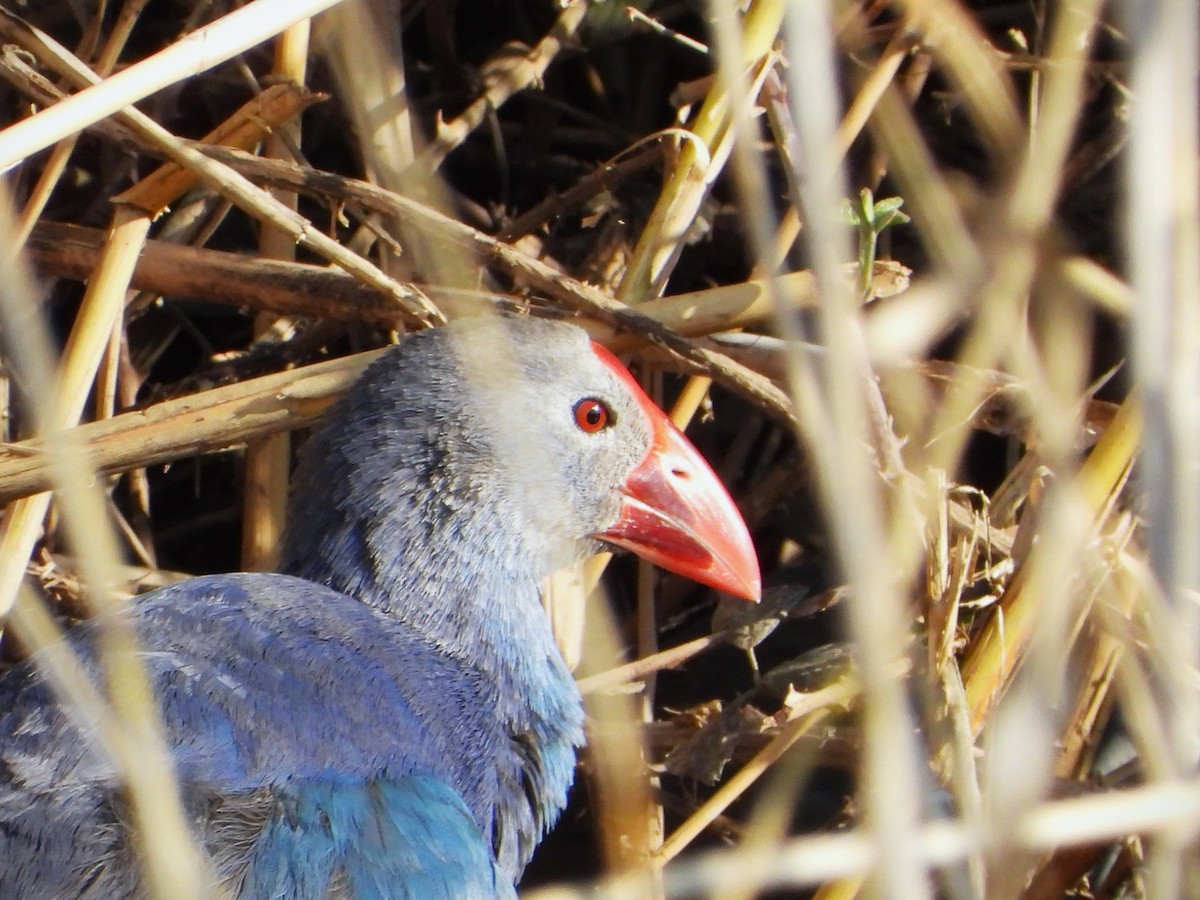 灰頭紫水雞 - ML615459334