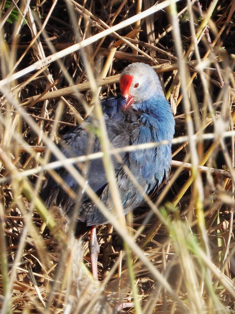 灰頭紫水雞 - ML615459335