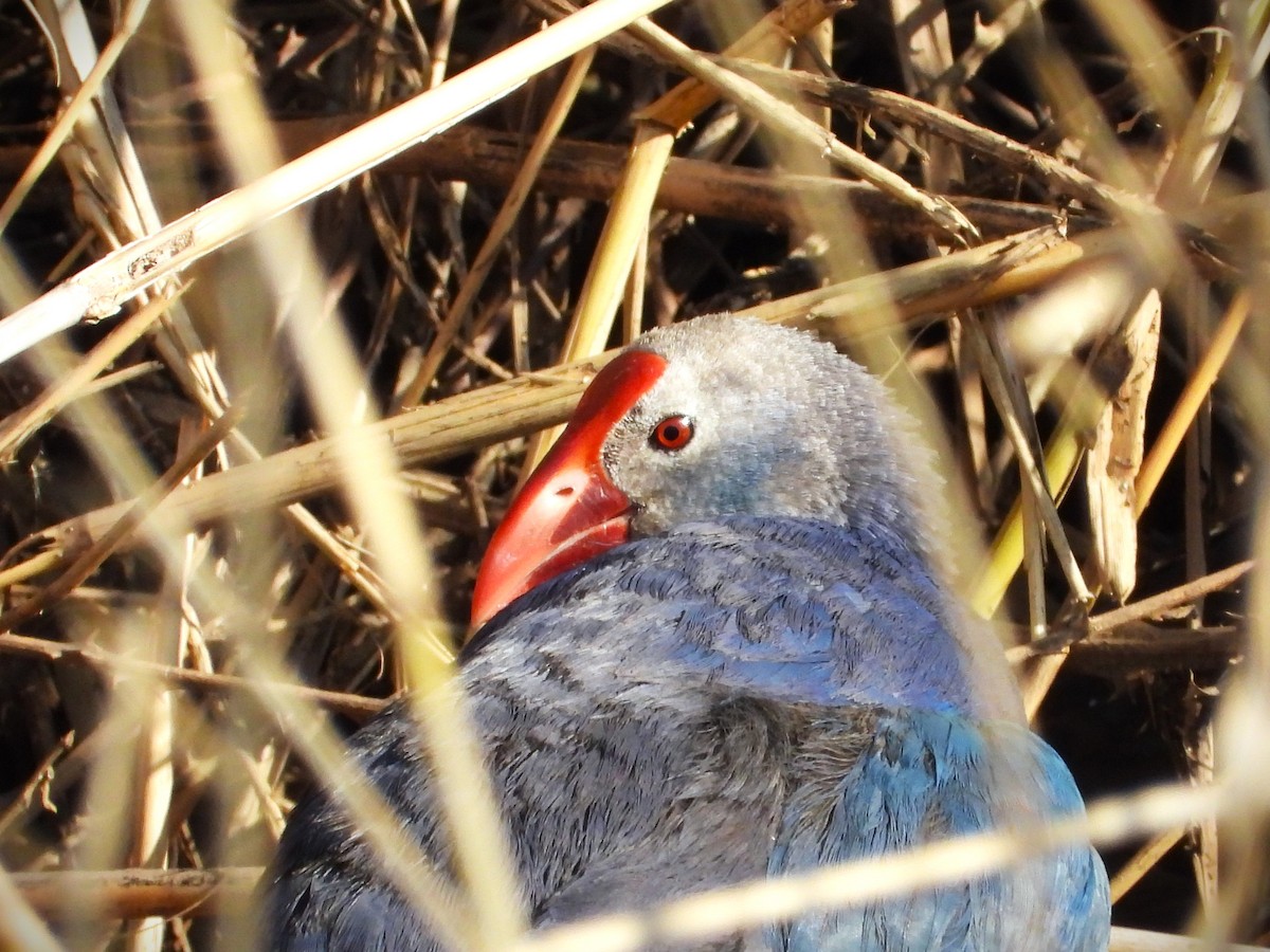 灰頭紫水雞 - ML615459336