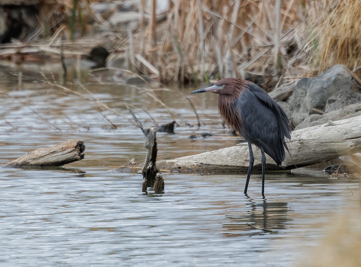 Reddish Egret - ML615459351
