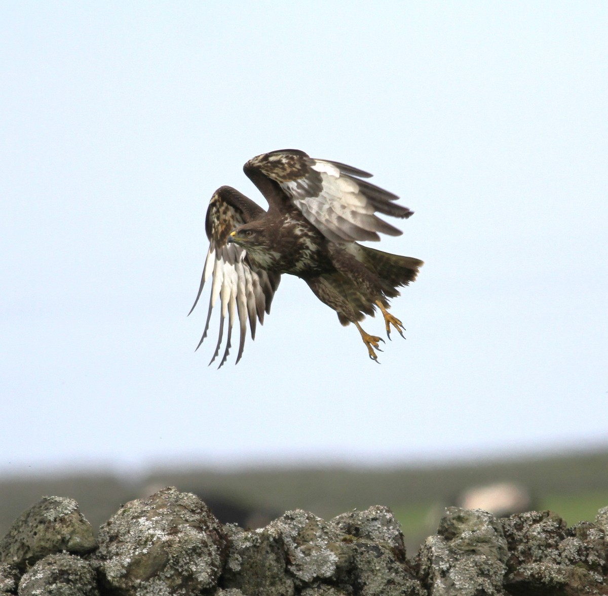 Common Buzzard (Azores) - ML615459361