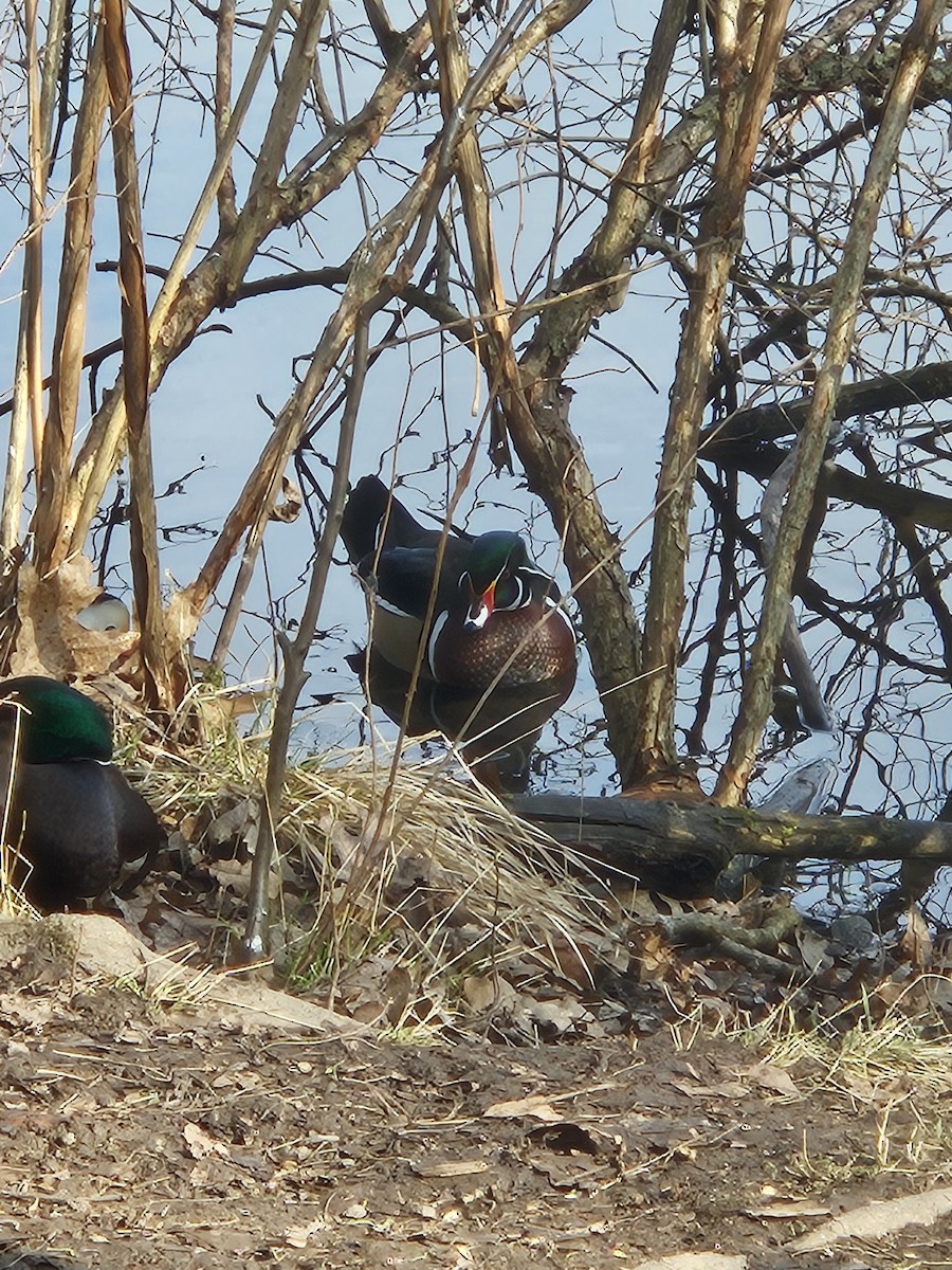 Wood Duck - ML615459378