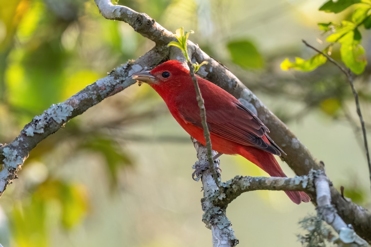 Summer Tanager - ML615459404