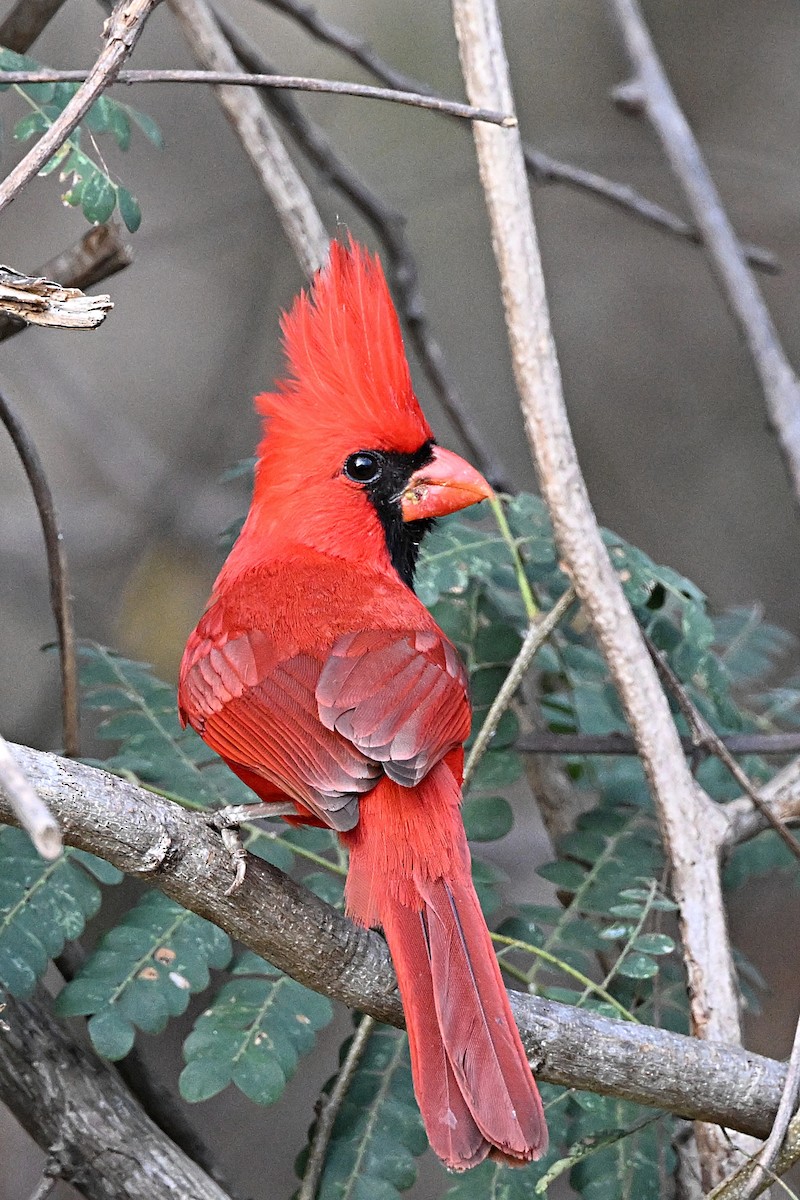 Northern Cardinal (Long-crested) - ML615459405