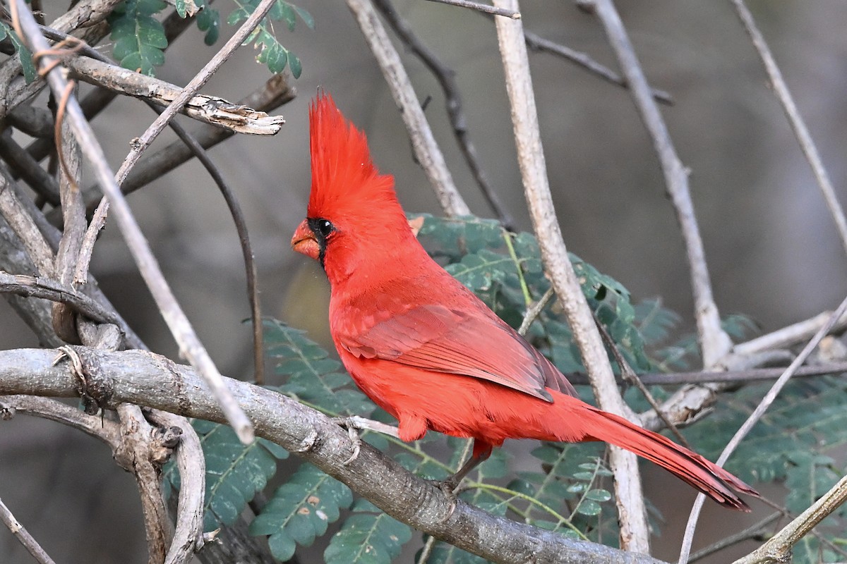 Northern Cardinal (Long-crested) - André Lanouette
