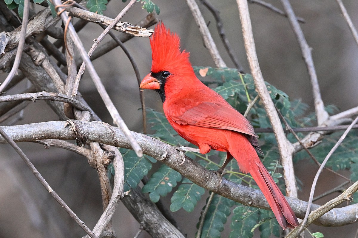 Northern Cardinal (Long-crested) - ML615459407