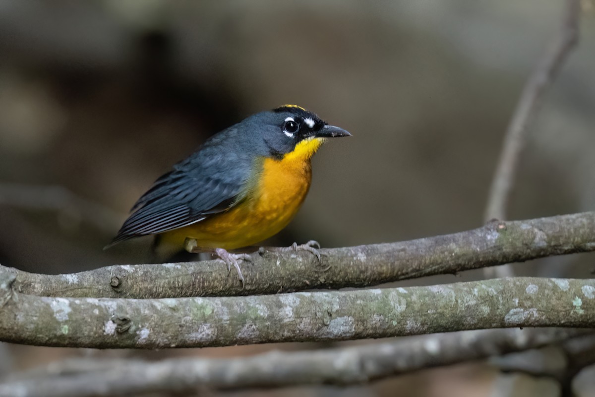 Fan-tailed Warbler - Adam Jackson