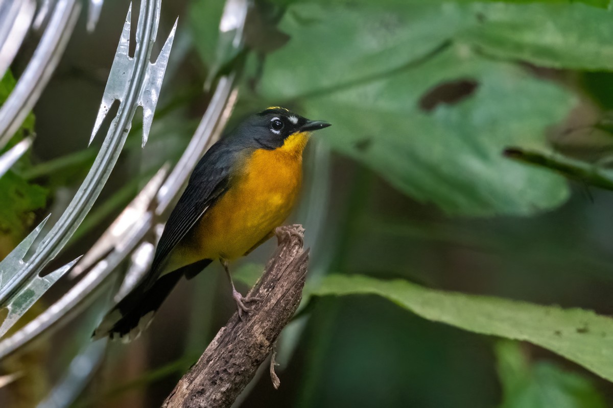 Fan-tailed Warbler - Adam Jackson