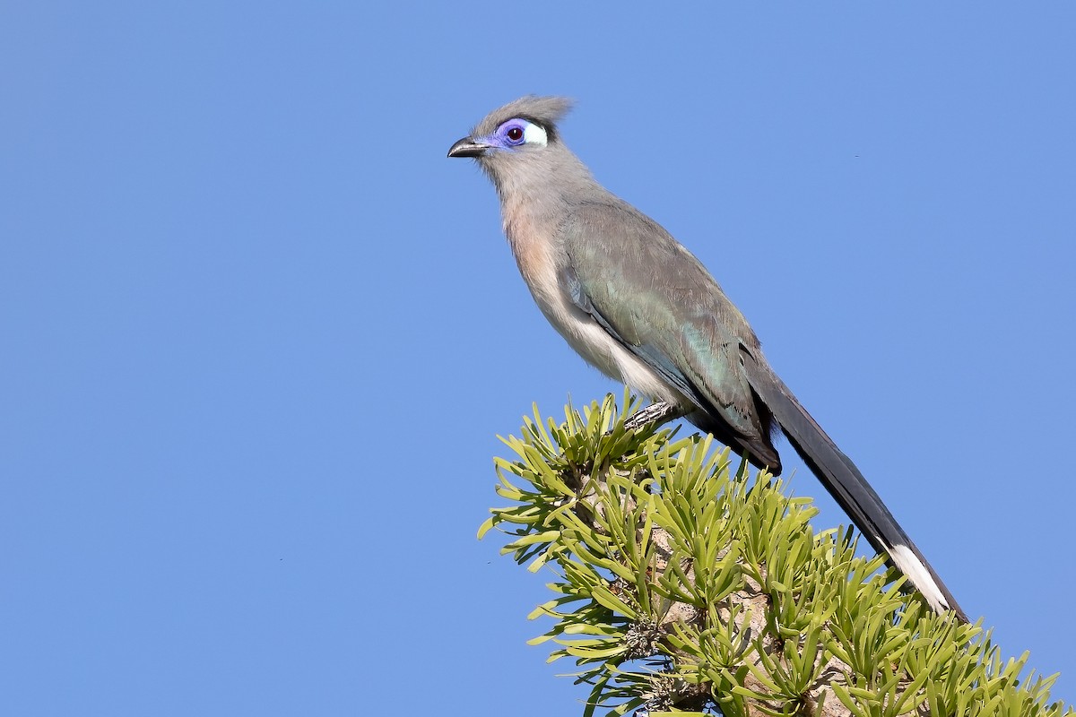 Crested Coua - Daniel Danckwerts (Rockjumper Birding Tours)