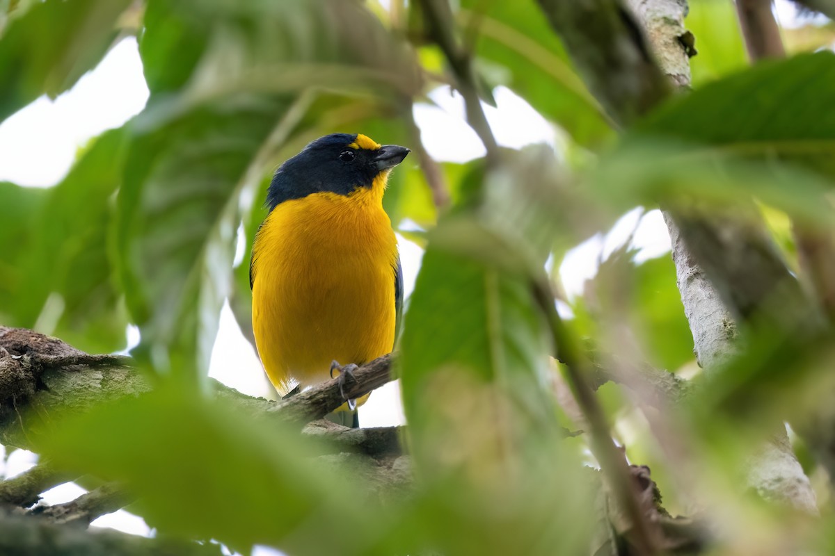 Yellow-throated Euphonia - ML615459450