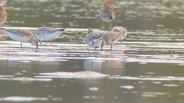 Red Knot - ML615459476