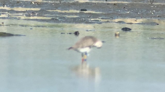 Gray-tailed Tattler - ML615459490