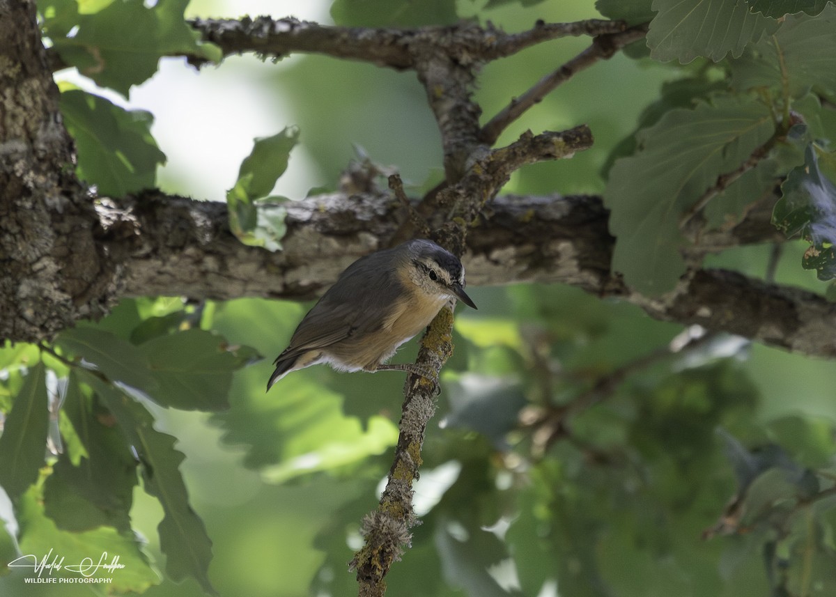 Algerian Nuthatch - Walid Soukkou