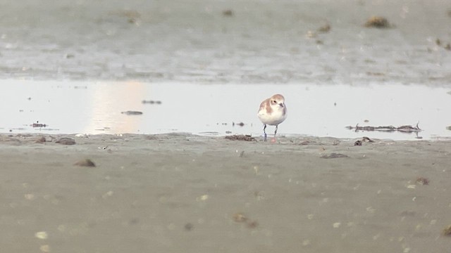 Tibetan Sand-Plover - ML615459524