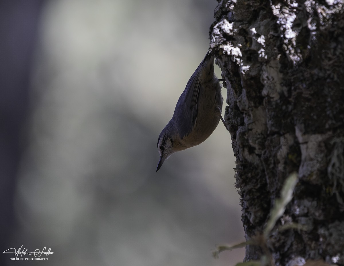 Algerian Nuthatch - ML615459569