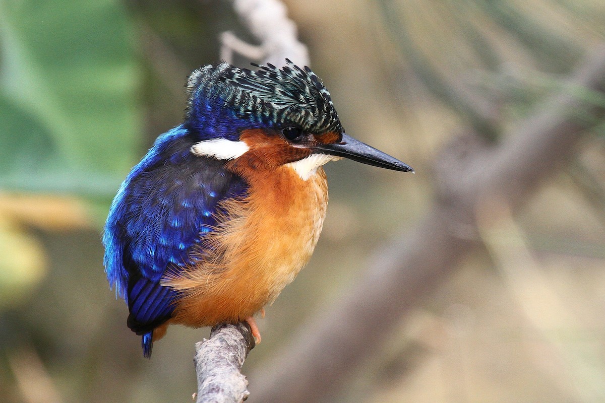 Malagasy Kingfisher - ML615459620