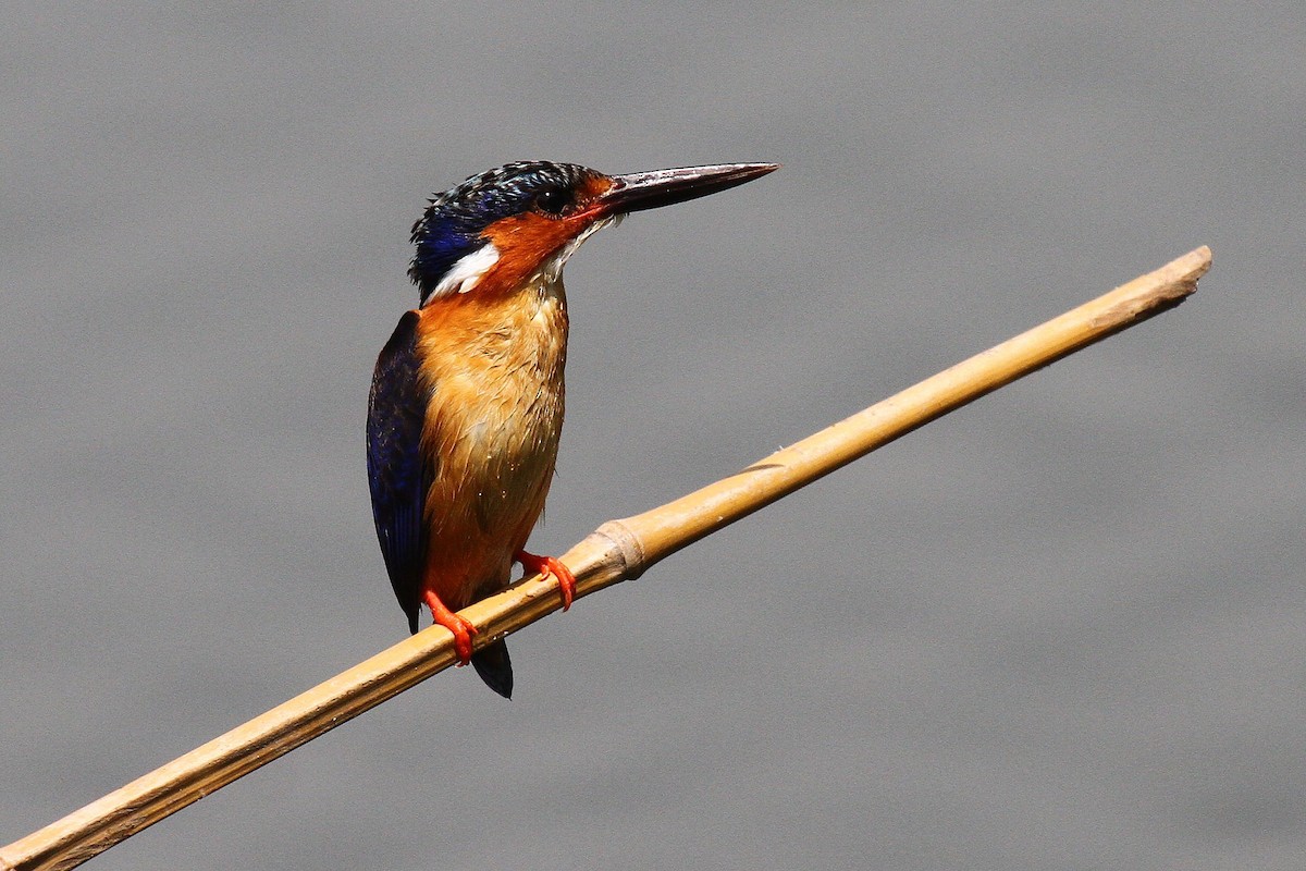 Malagasy Kingfisher - ML615459621