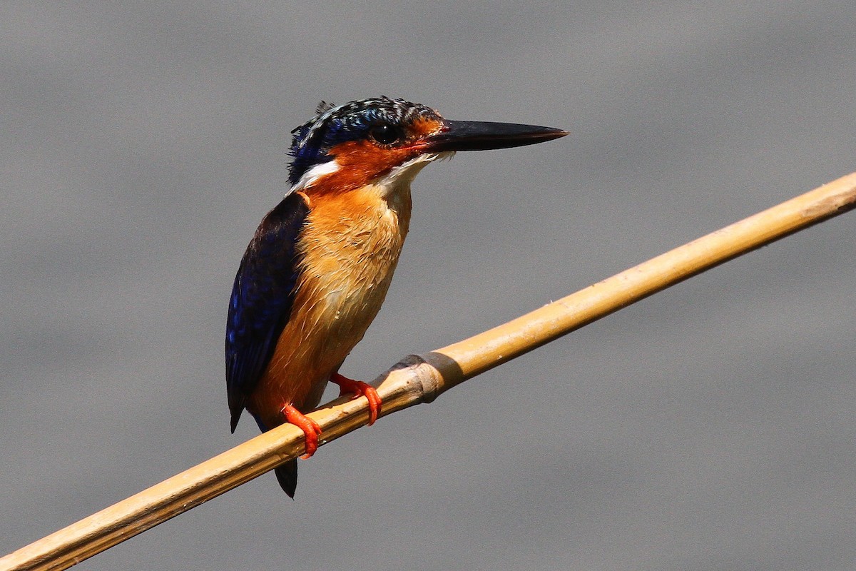Malagasy Kingfisher - ML615459622