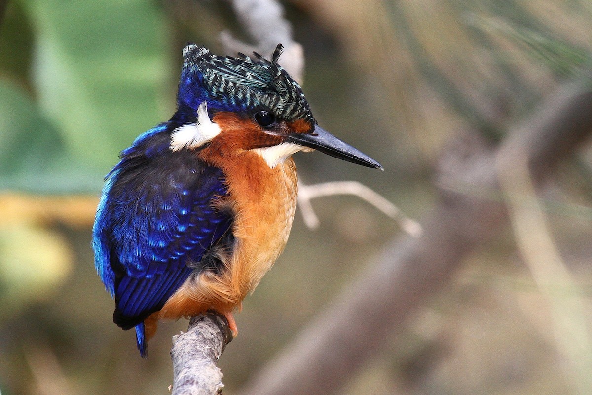 Malagasy Kingfisher - ML615459623