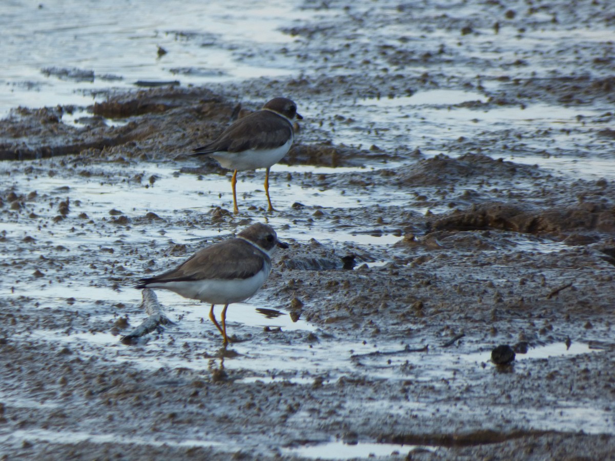 Semipalmated Plover - ML615459624