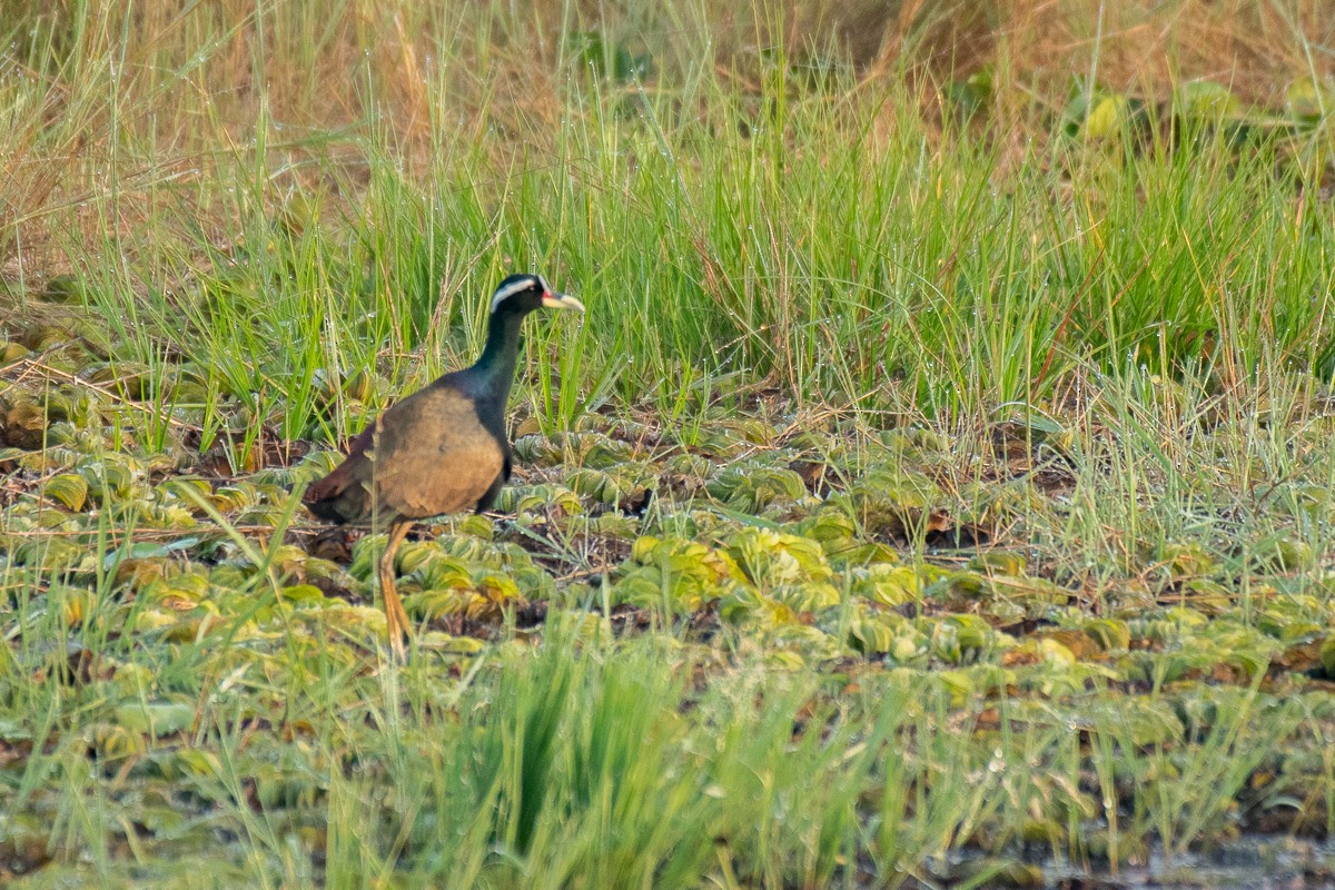 Bronze-winged Jacana - ML615459645